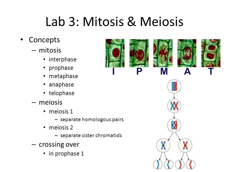 Meiosis reduces chromosome number and rearranges genetic information essay